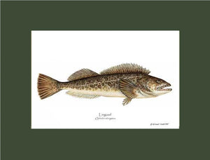 Lingcod Ophidon elongatus