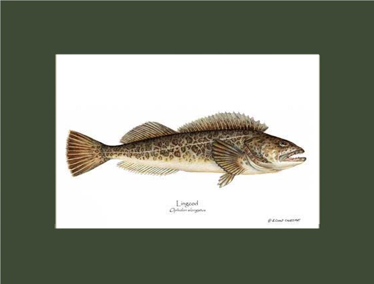Lingcod Ophidon elongatus | Wall Art Fish Print
