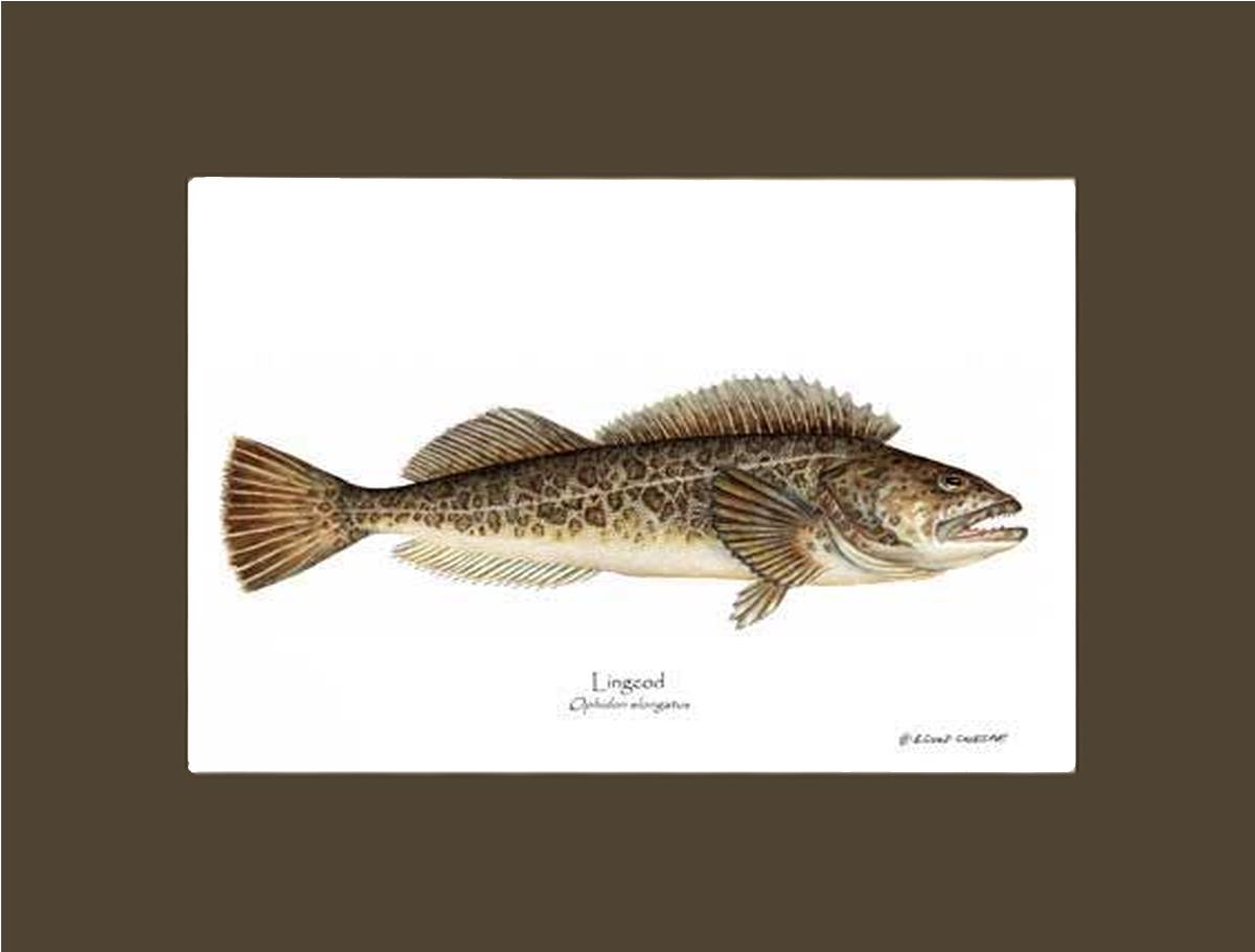 Lingcod Ophidon elongatus | Wall Art Fish Print