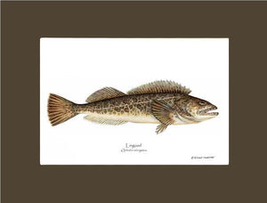 Lingcod Ophidon elongatus