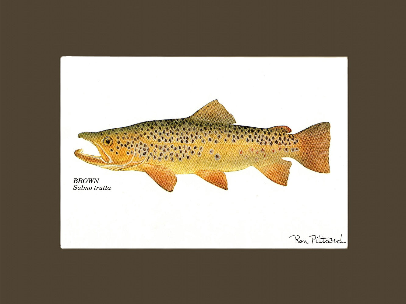 Brown Trout Wall Art Print Fishing Wall Decor Charting Nature