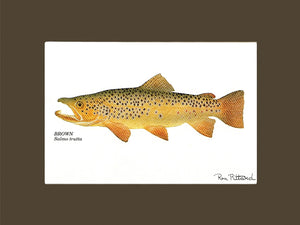 Brown Trout - Charting Nature