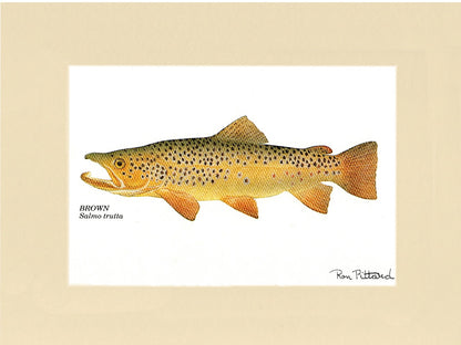 Brown Trout - Charting Nature