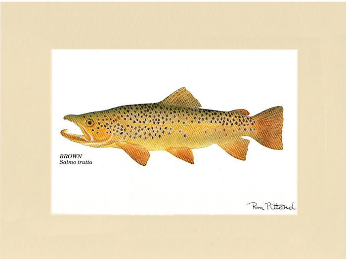 Brown Trout