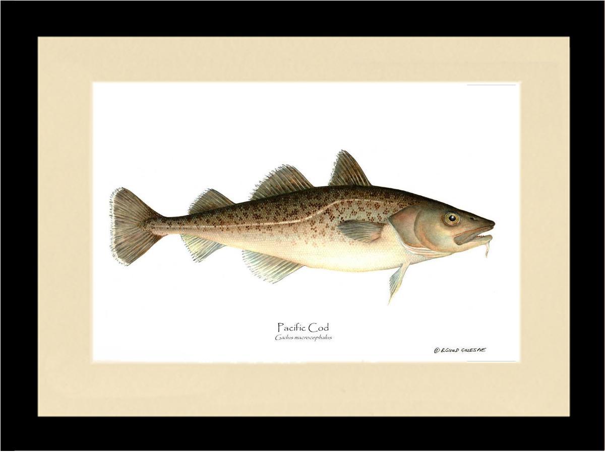 Pacific Cod Gadus macrocephalus | Wall Art Fish Print