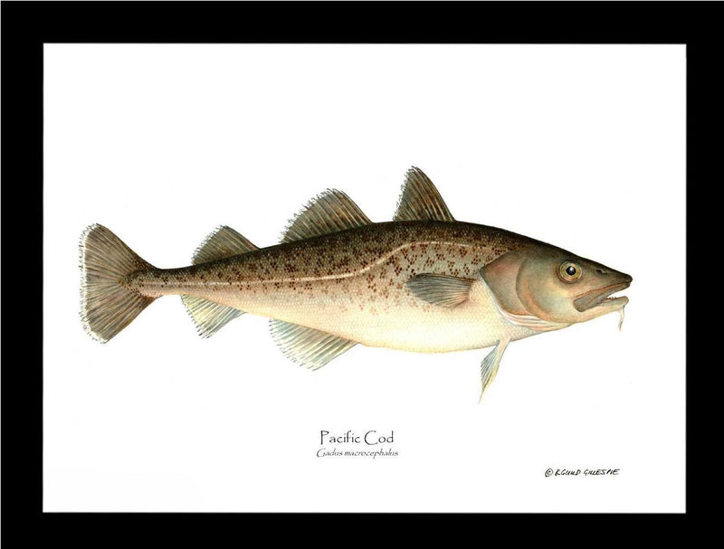 Fish Print: Pacific Cod Gadus macrocephalus – Charting Nature