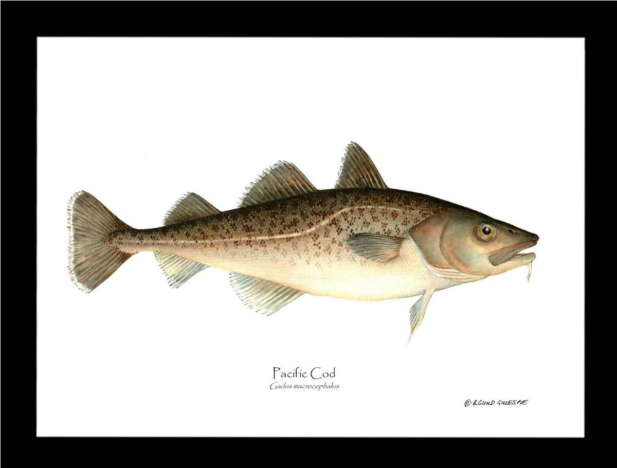 Pacific Cod Gadus macrocephalus | Wall Art Fish Print