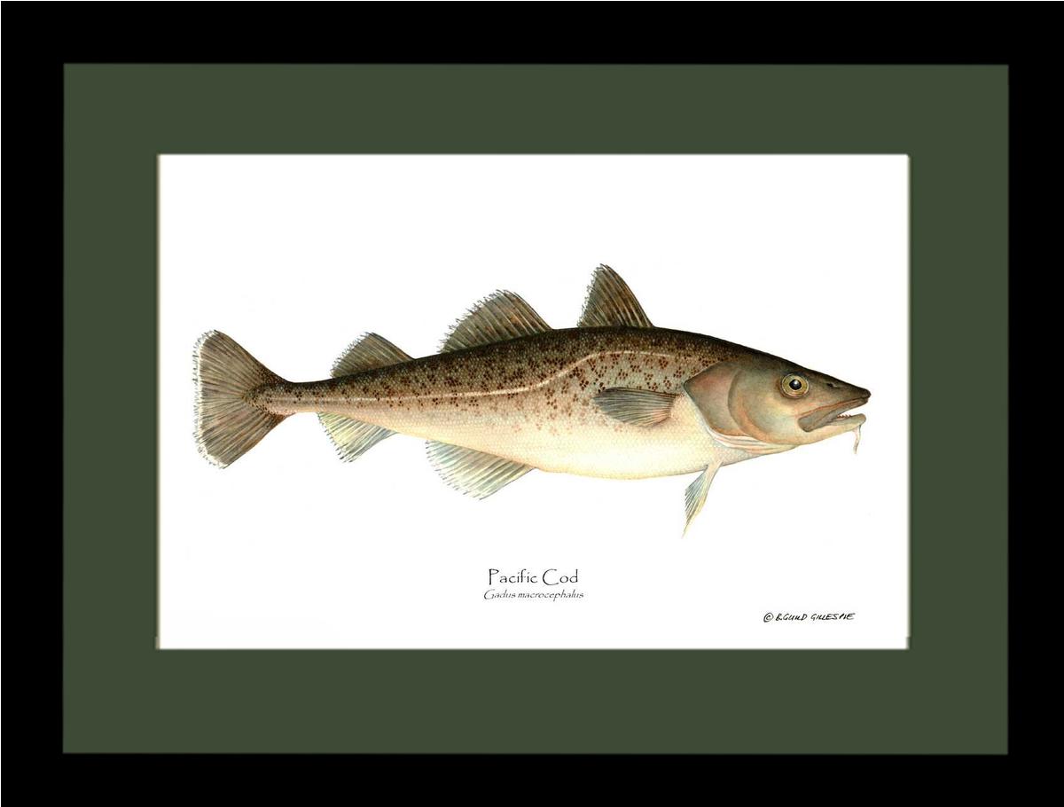 Pacific Cod Gadus macrocephalus | Wall Art Fish Print