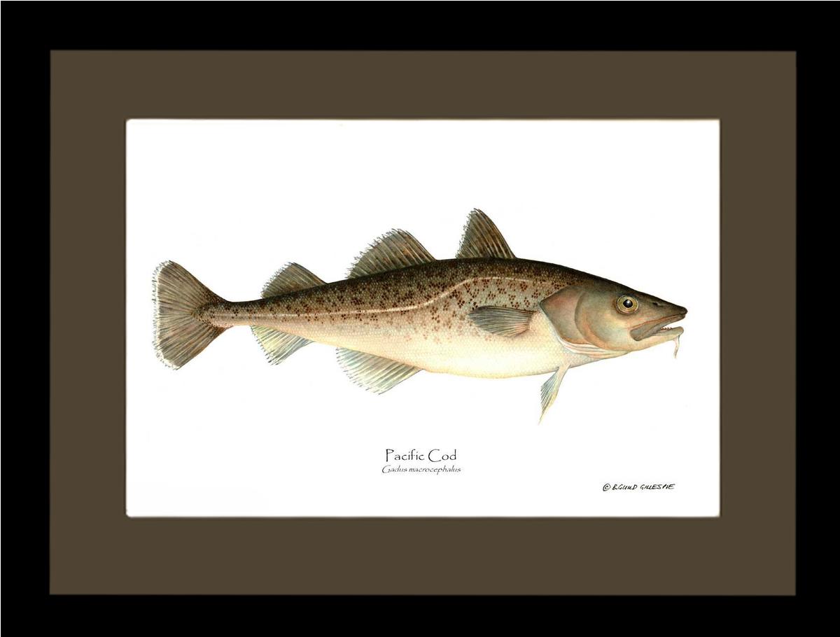 Pacific Cod Gadus macrocephalus | Wall Art Fish Print