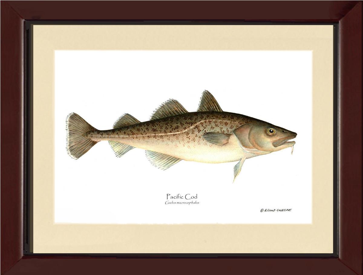 Pacific Cod Gadus macrocephalus | Wall Art Fish Print
