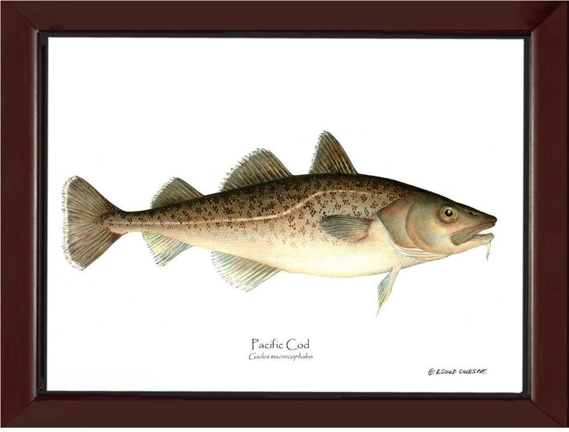 Fish Print: Pacific Cod Gadus macrocephalus – Charting Nature