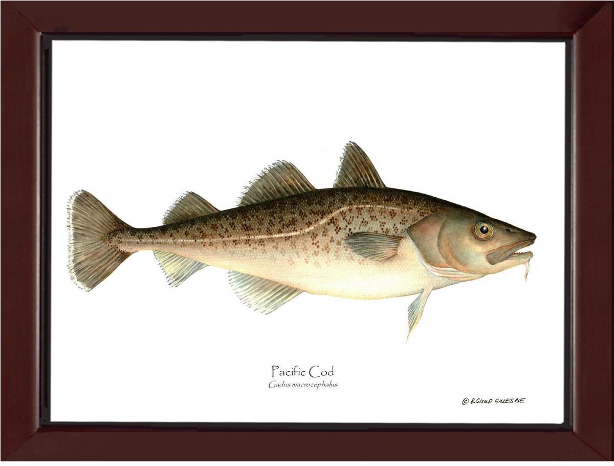 Pacific Cod Gadus macrocephalus | Wall Art Fish Print