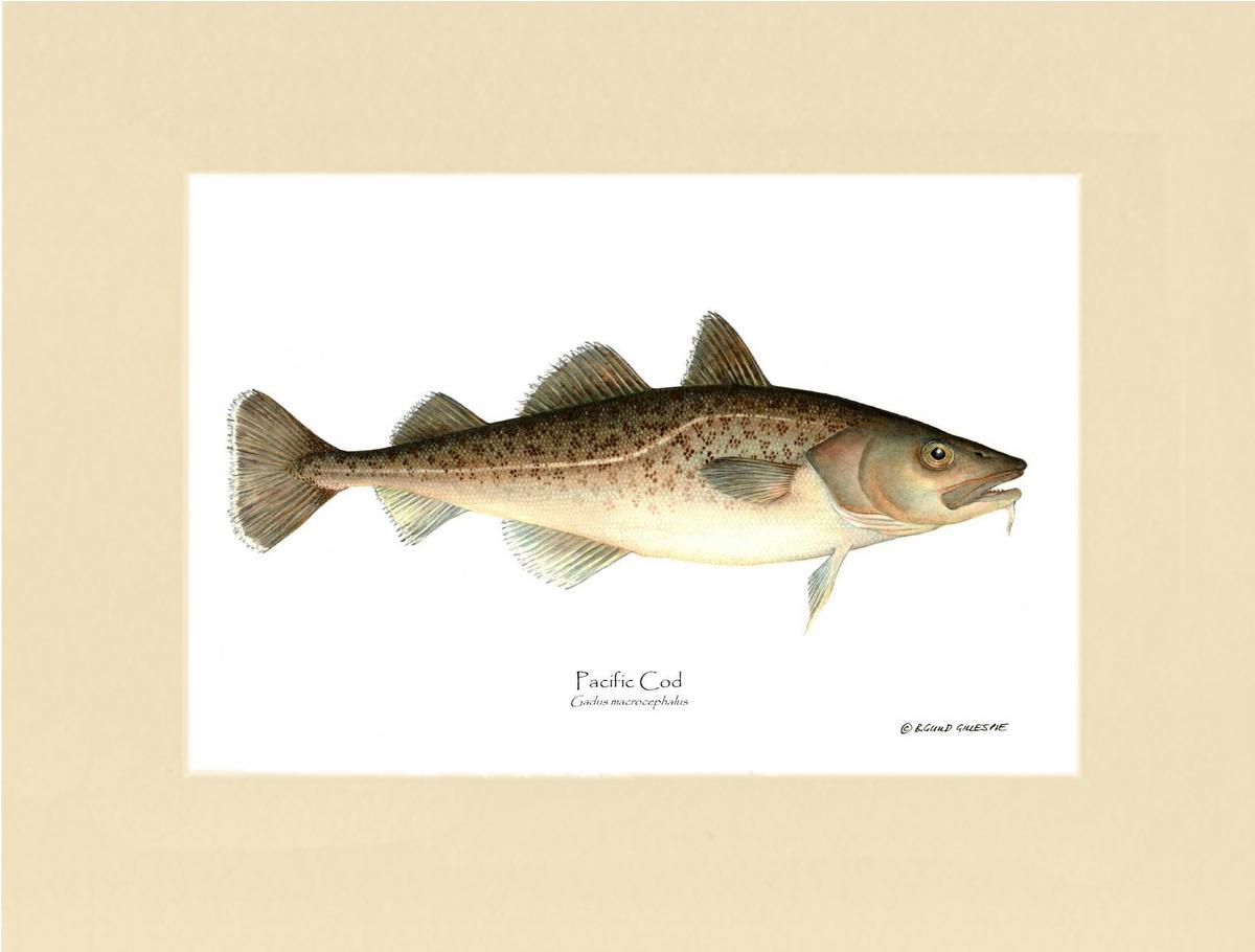 Pacific Cod Gadus macrocephalus | Wall Art Fish Print