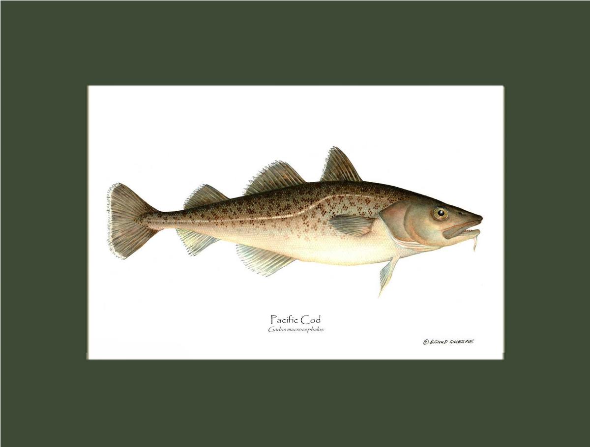 Pacific Cod Gadus macrocephalus | Wall Art Fish Print