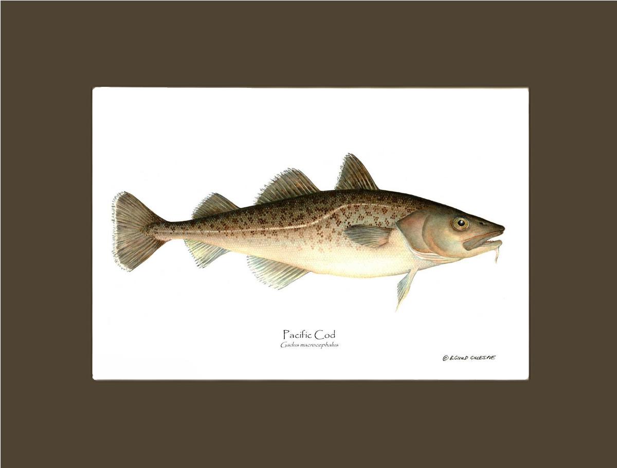Pacific Cod Gadus macrocephalus | Wall Art Fish Print