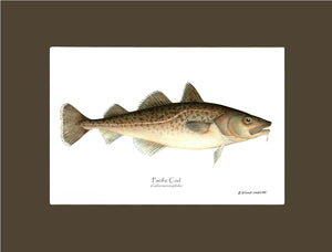 Pacific Cod Gadus macrocephalus