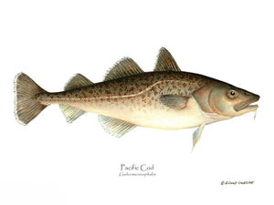 Fish Print: Pacific Cod Gadus macrocephalus
