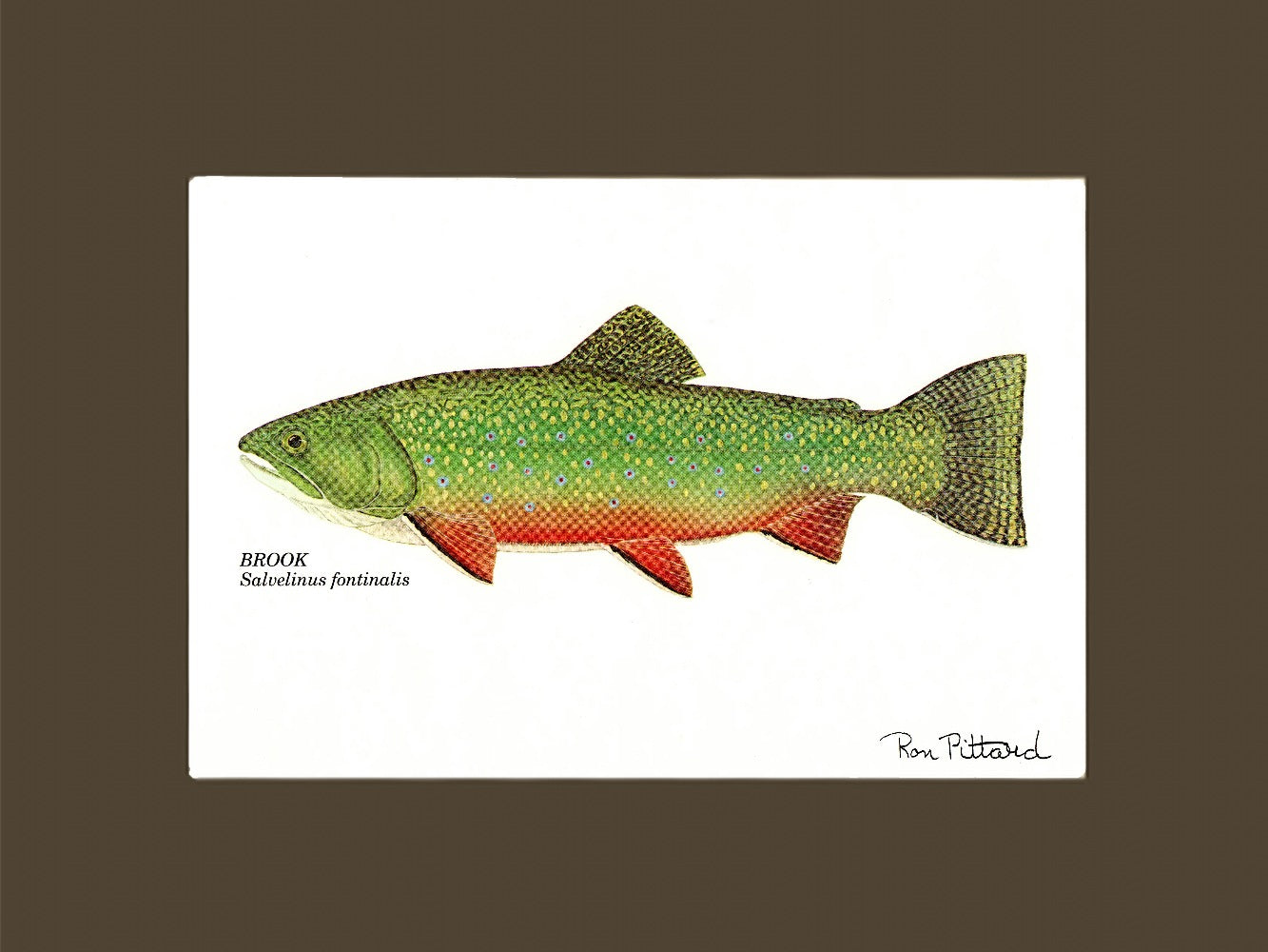 Brook Trout - Charting Nature