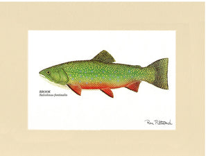 Brook Trout - Charting Nature