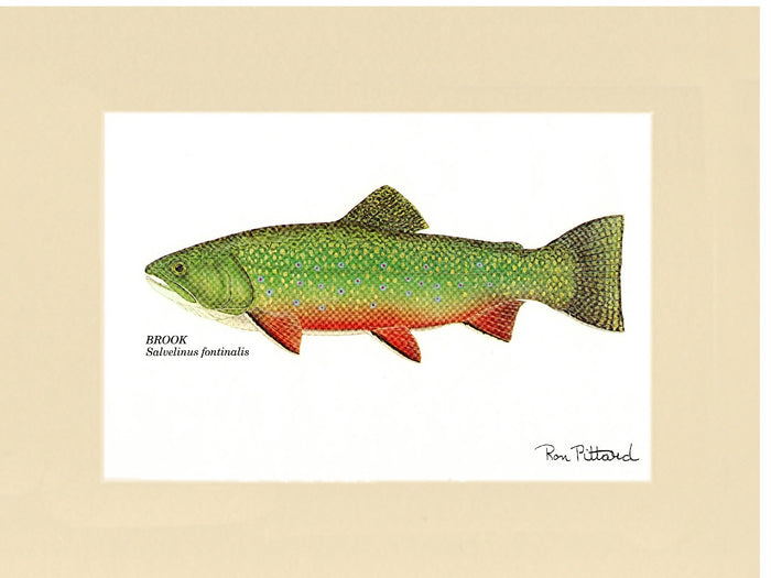 Brook Trout | matted gamefish wall art print | Angler's Decor