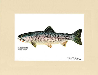 Cutthroat Trout - Ron Pittard