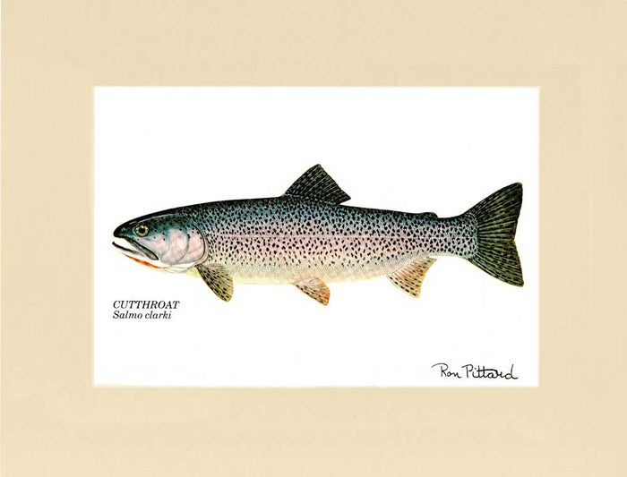 Cutthroat Trout