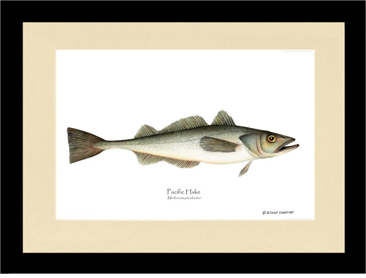 Pacific Hake Merluccius productus | Wall Art Fish Print