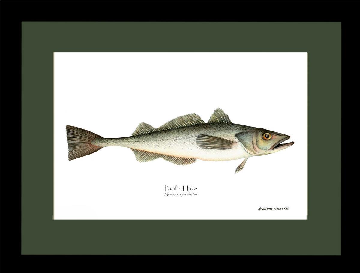 Pacific Hake Merluccius productus | Wall Art Fish Print