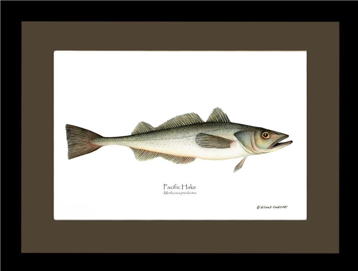 Pacific Hake Merluccius productus | Wall Art Fish Print