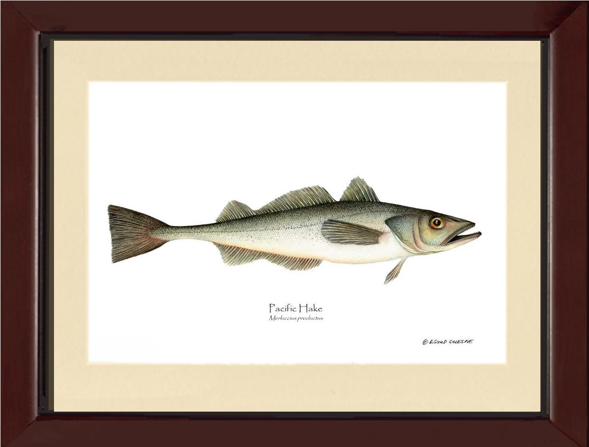 Pacific Hake Merluccius productus | Wall Art Fish Print