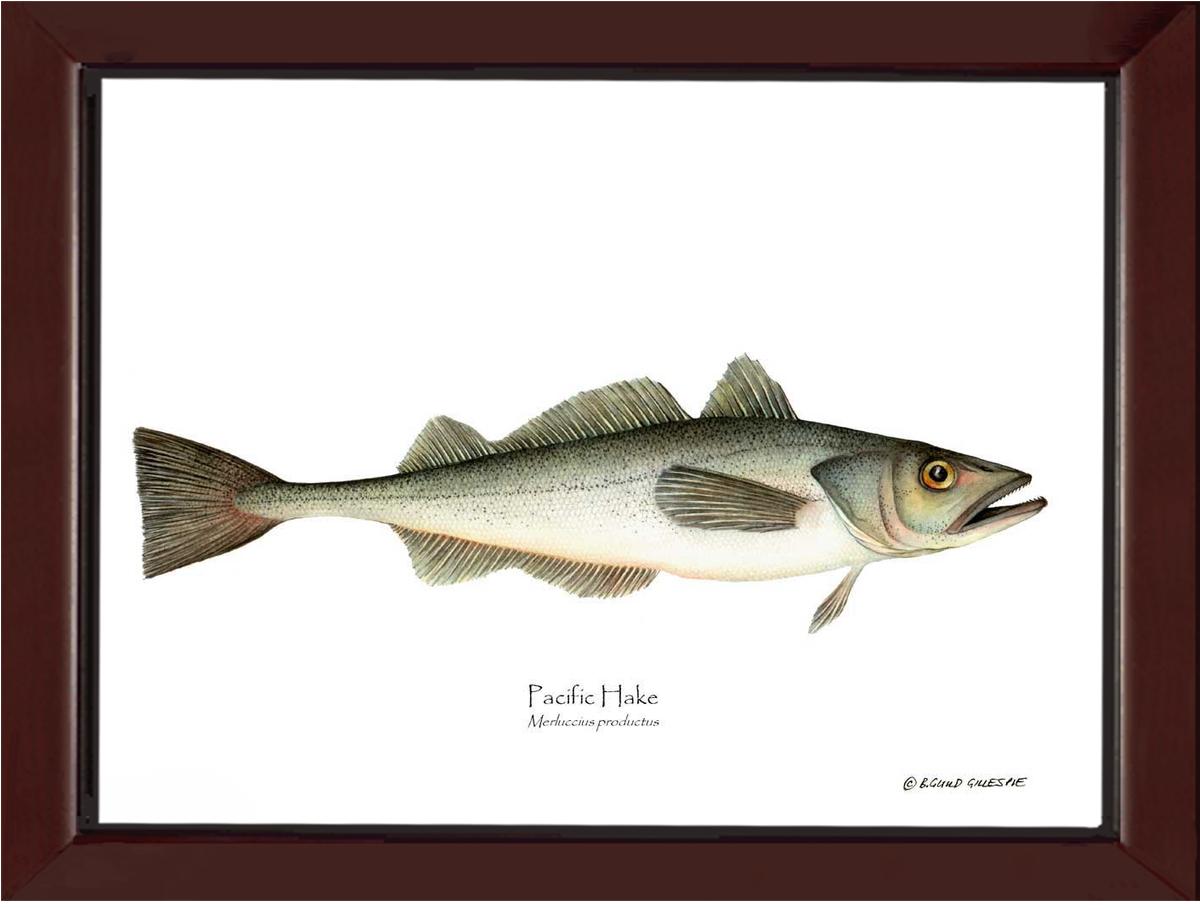Pacific Hake Merluccius productus | Wall Art Fish Print