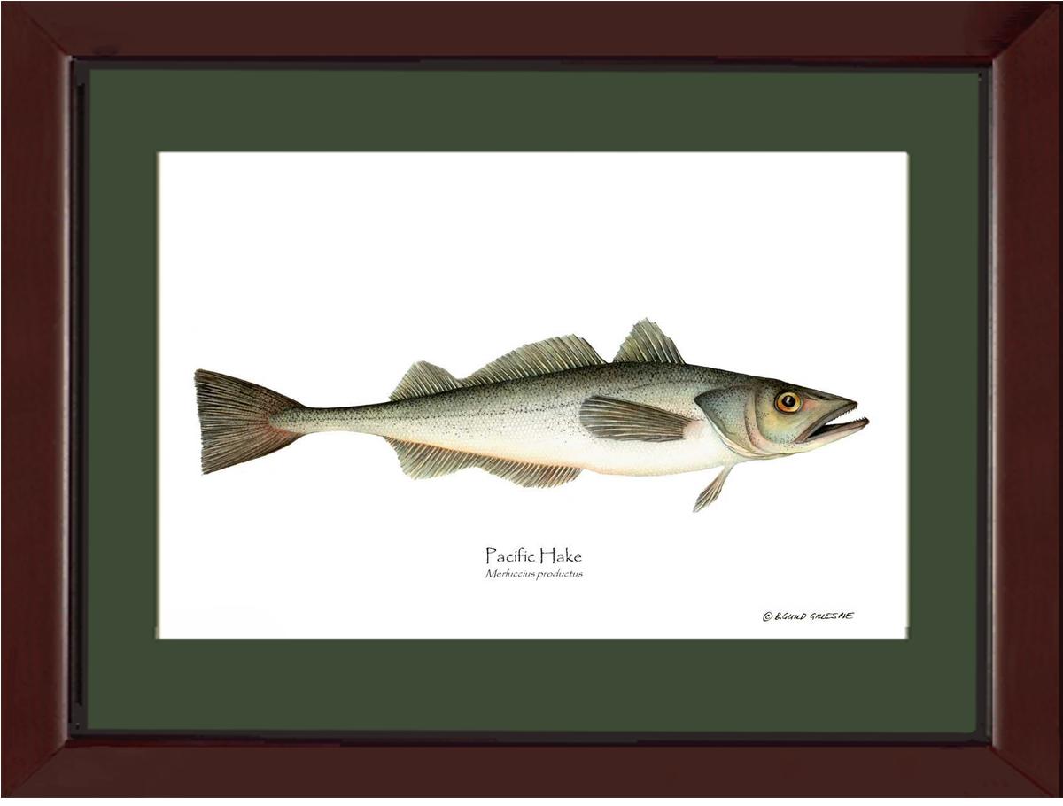 Pacific Hake Merluccius productus | Wall Art Fish Print