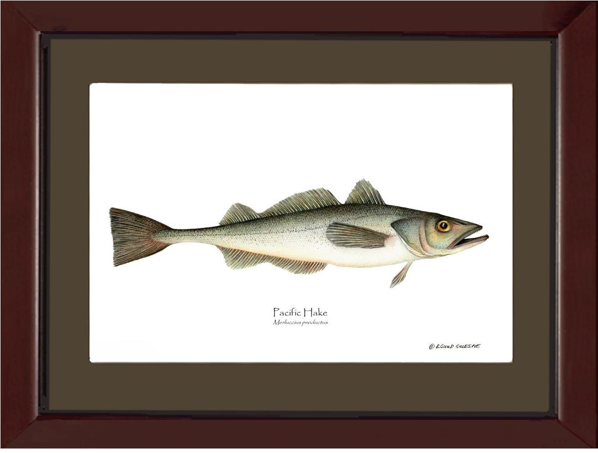 Pacific Hake Merluccius productus | Wall Art Fish Print