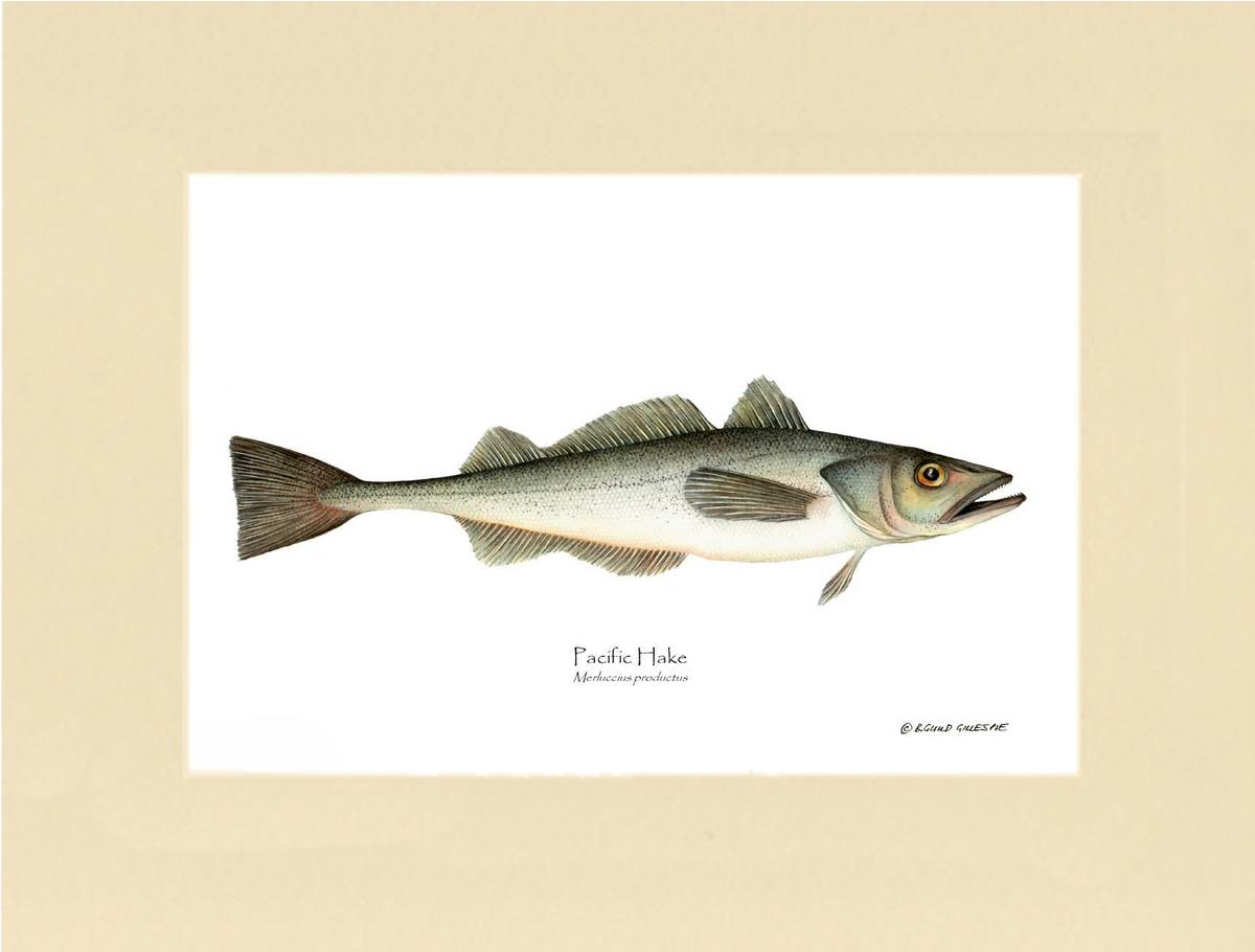 Pacific Hake Merluccius productus | Wall Art Fish Print