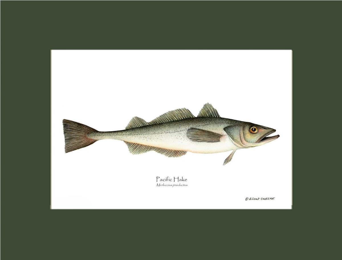 Pacific Hake Merluccius productus | Wall Art Fish Print