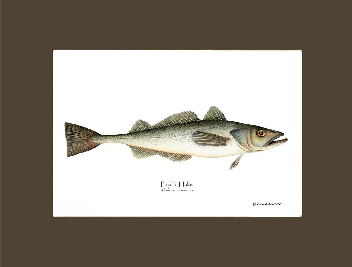 Pacific Hake Merluccius productus | Wall Art Fish Print