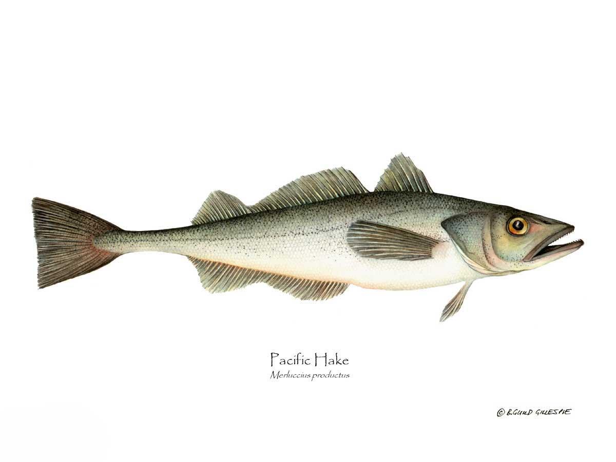 Pacific Hake Merluccius productus | Wall Art Fish Print