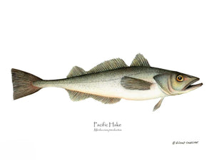 Fish Print: Pacific Hake Merluccius productus