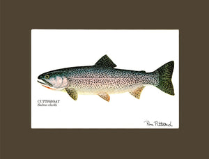 Cutthroat Trout - Charting Nature
