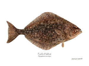 Fish Print: Pacific Halibut Hippoglossus stenolepis