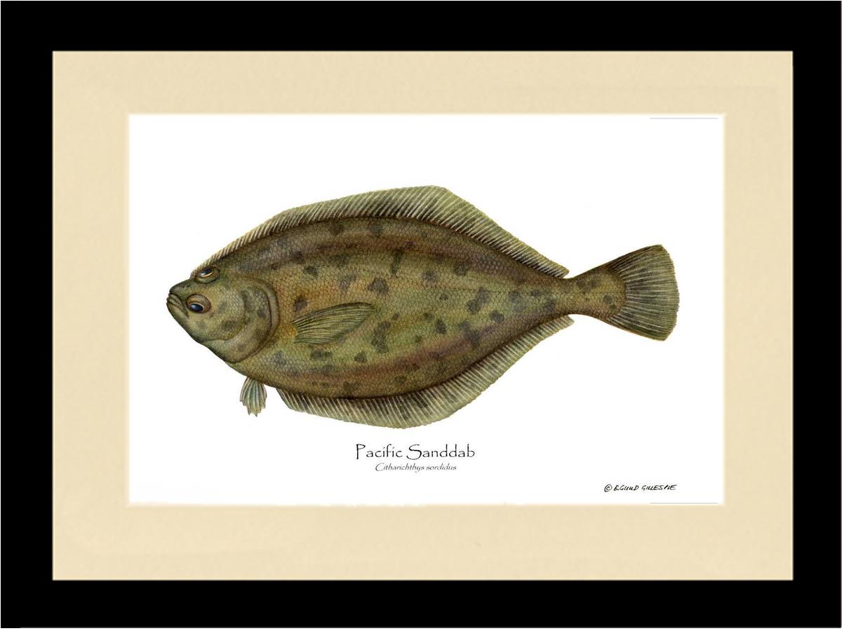 Pacific Sanddab Sebastes ruberrimus | Wall Art Fish Print