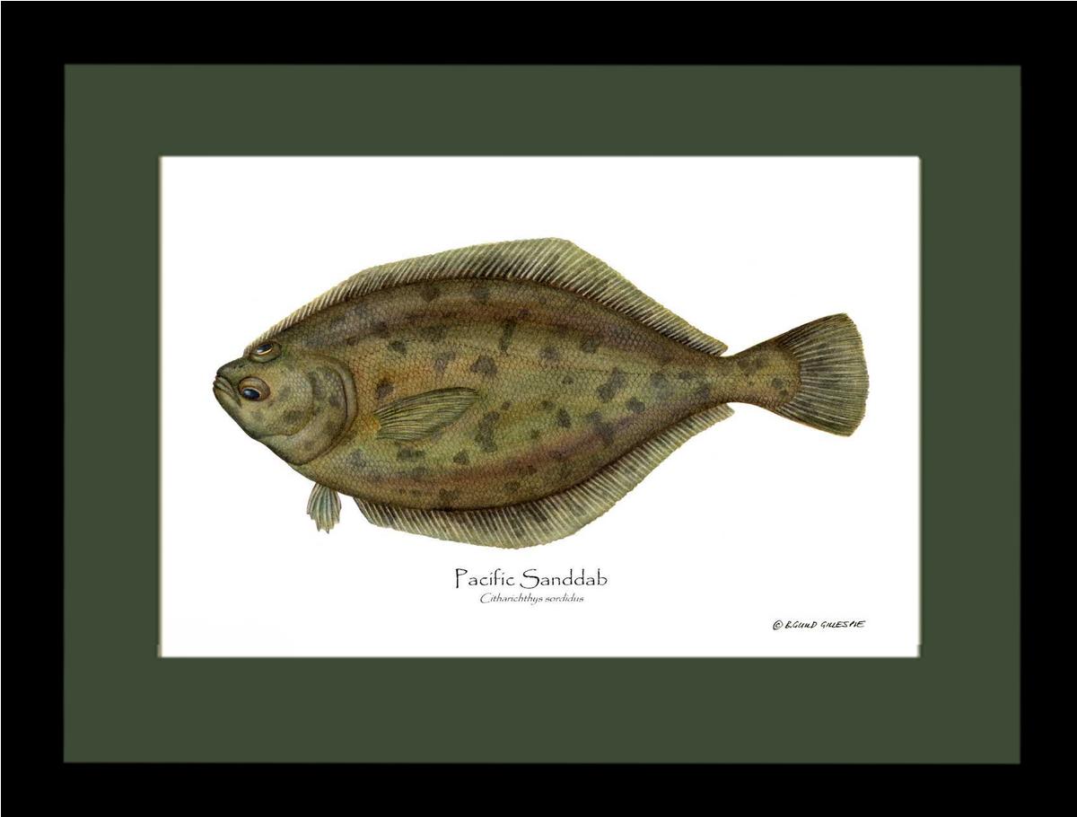 Pacific Sanddab Sebastes ruberrimus | Wall Art Fish Print