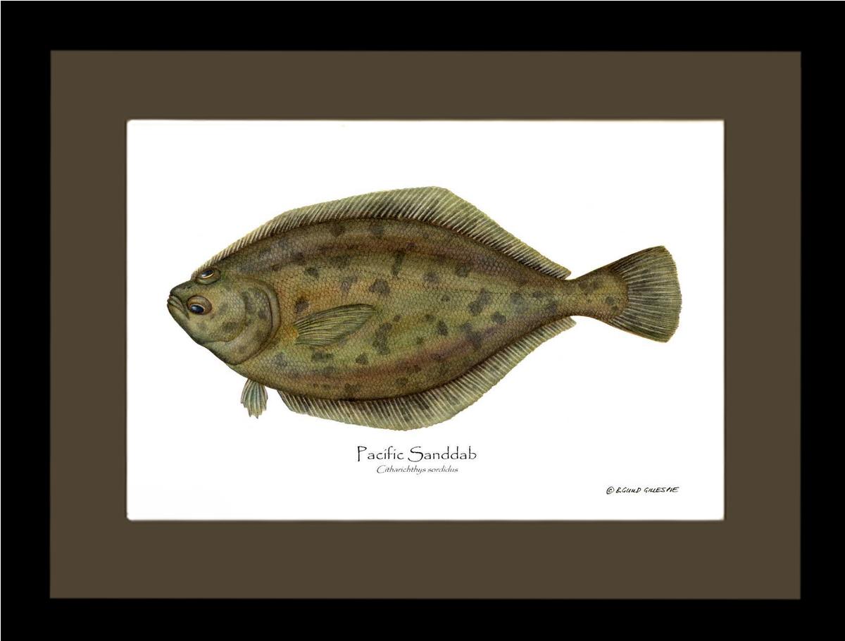 Pacific Sanddab Sebastes ruberrimus | Wall Art Fish Print