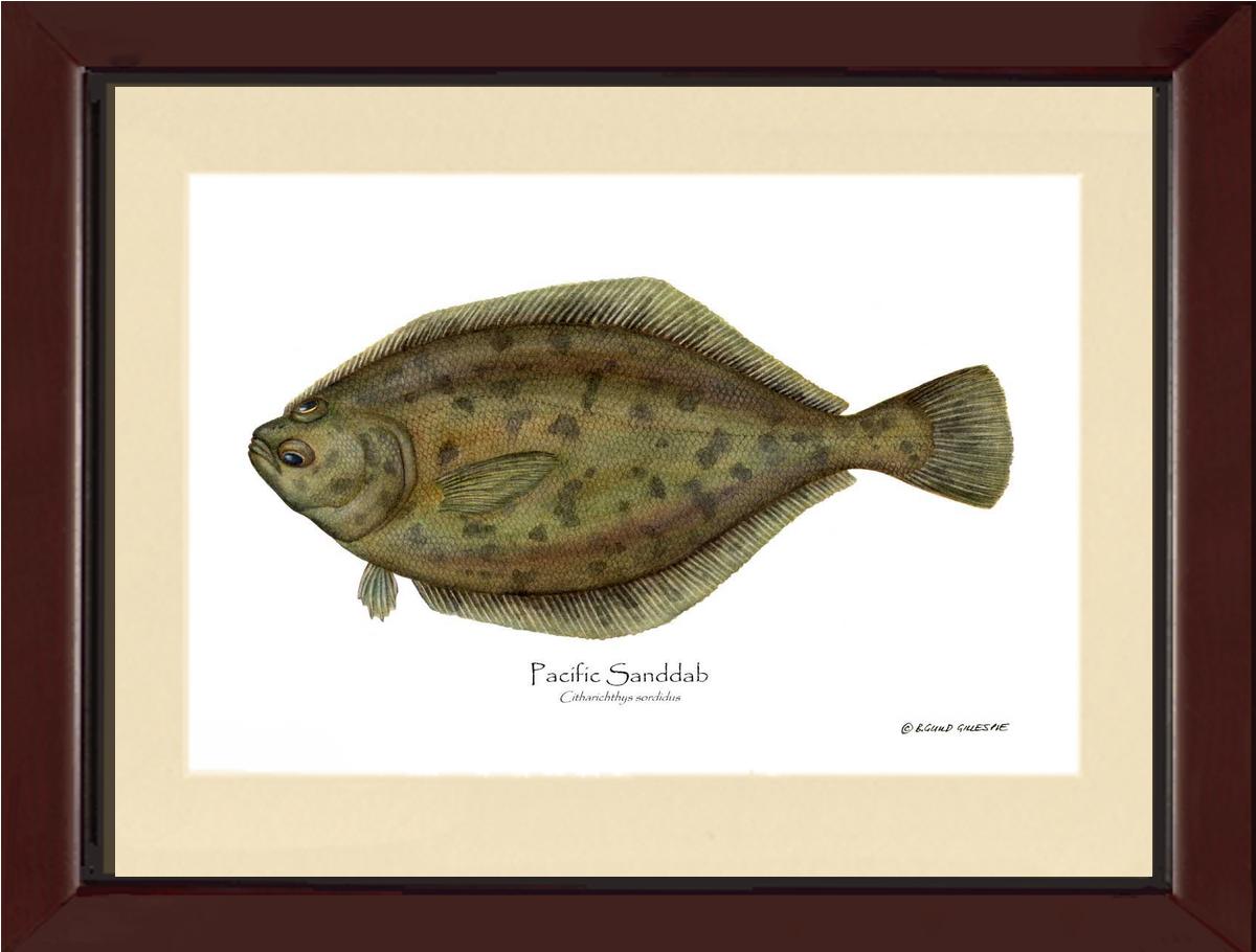 Pacific Sanddab Sebastes ruberrimus | Wall Art Fish Print