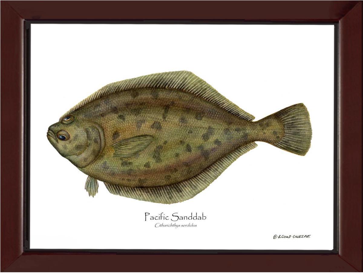 Pacific Sanddab Sebastes ruberrimus | Wall Art Fish Print