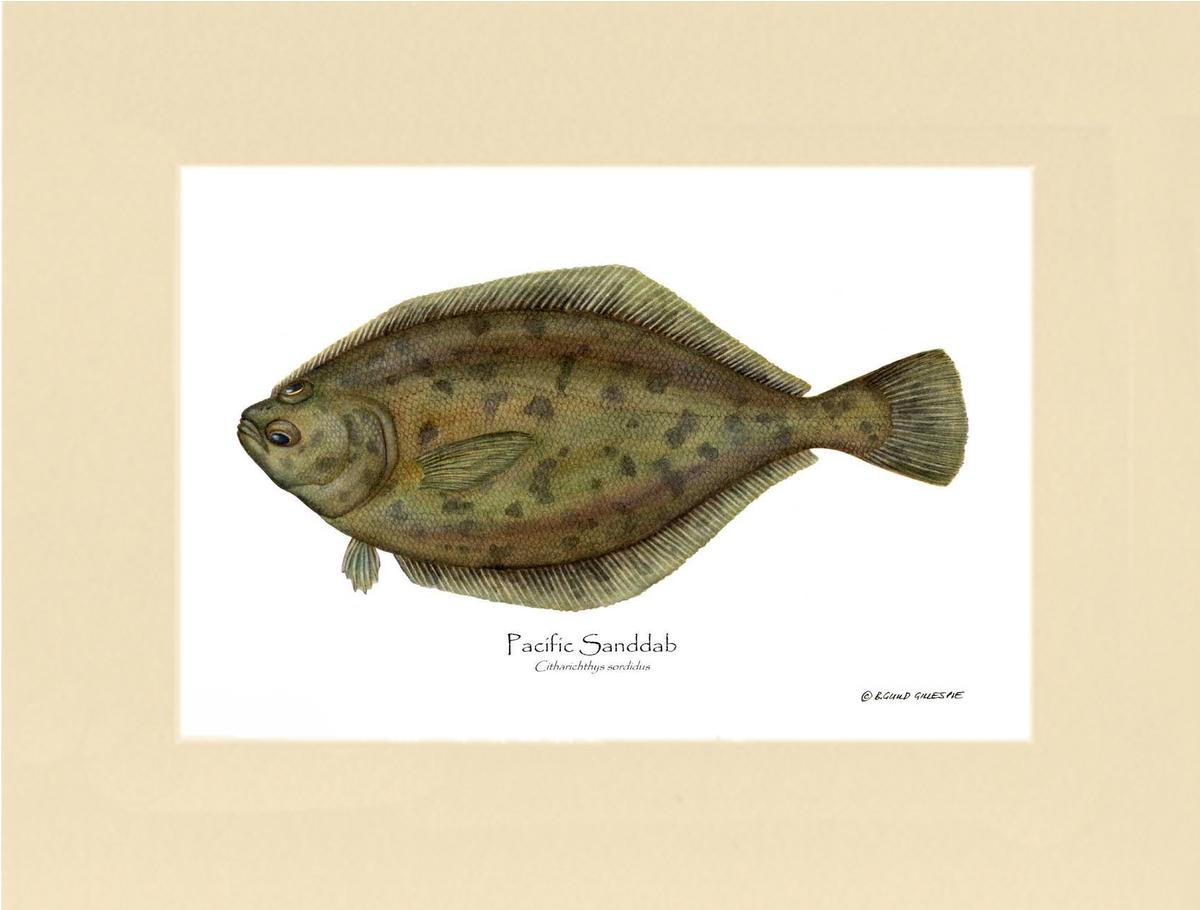 Pacific Sanddab Sebastes ruberrimus | Wall Art Fish Print