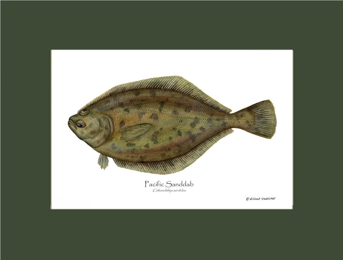 Pacific Sanddab Sebastes ruberrimus | Wall Art Fish Print