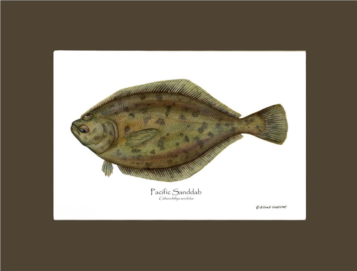 Pacific Sanddab Sebastes ruberrimus | Wall Art Fish Print