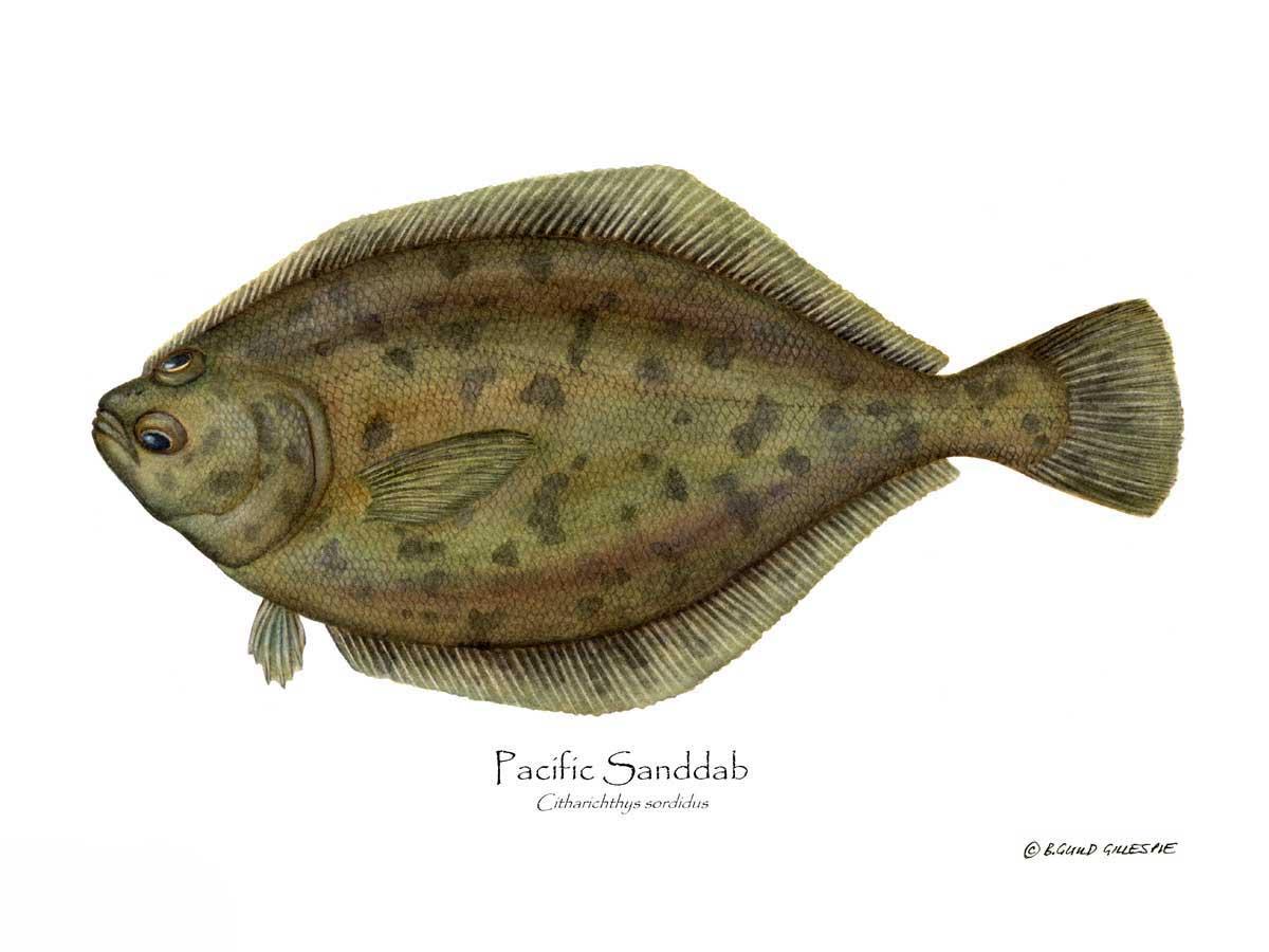 Pacific Sanddab Sebastes ruberrimus | Wall Art Fish Print