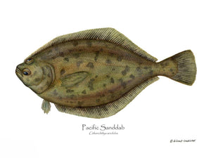 Fish Print: Pacific Sanddab Sebastes ruberrimus